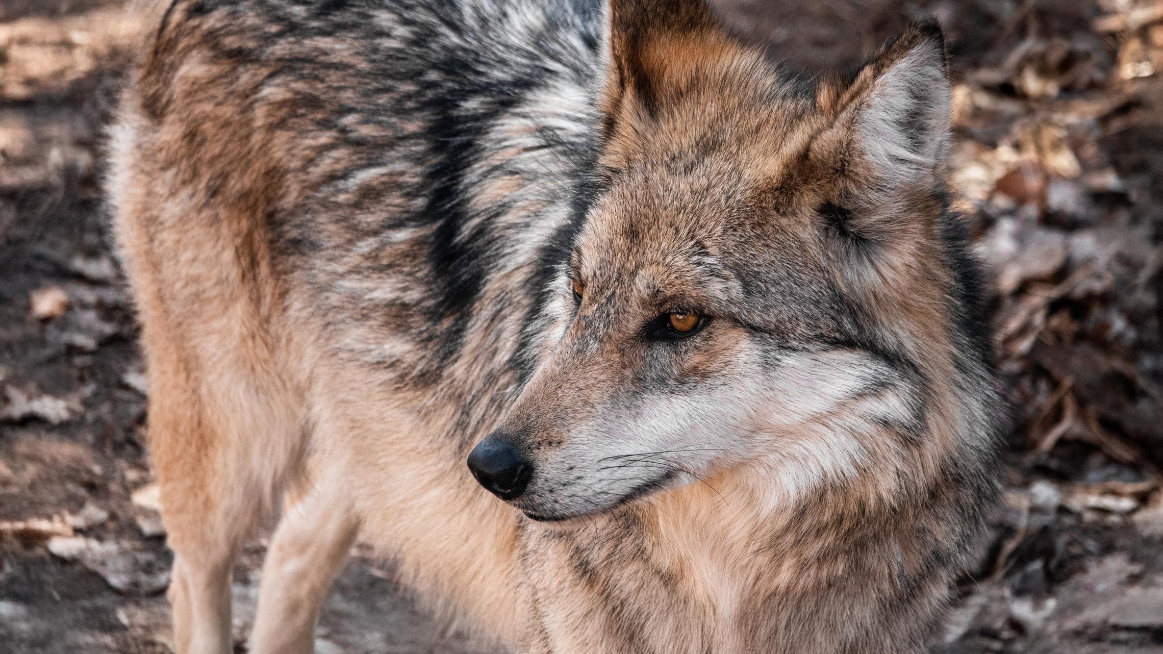 A Mexican gray wolf at the BioPark.